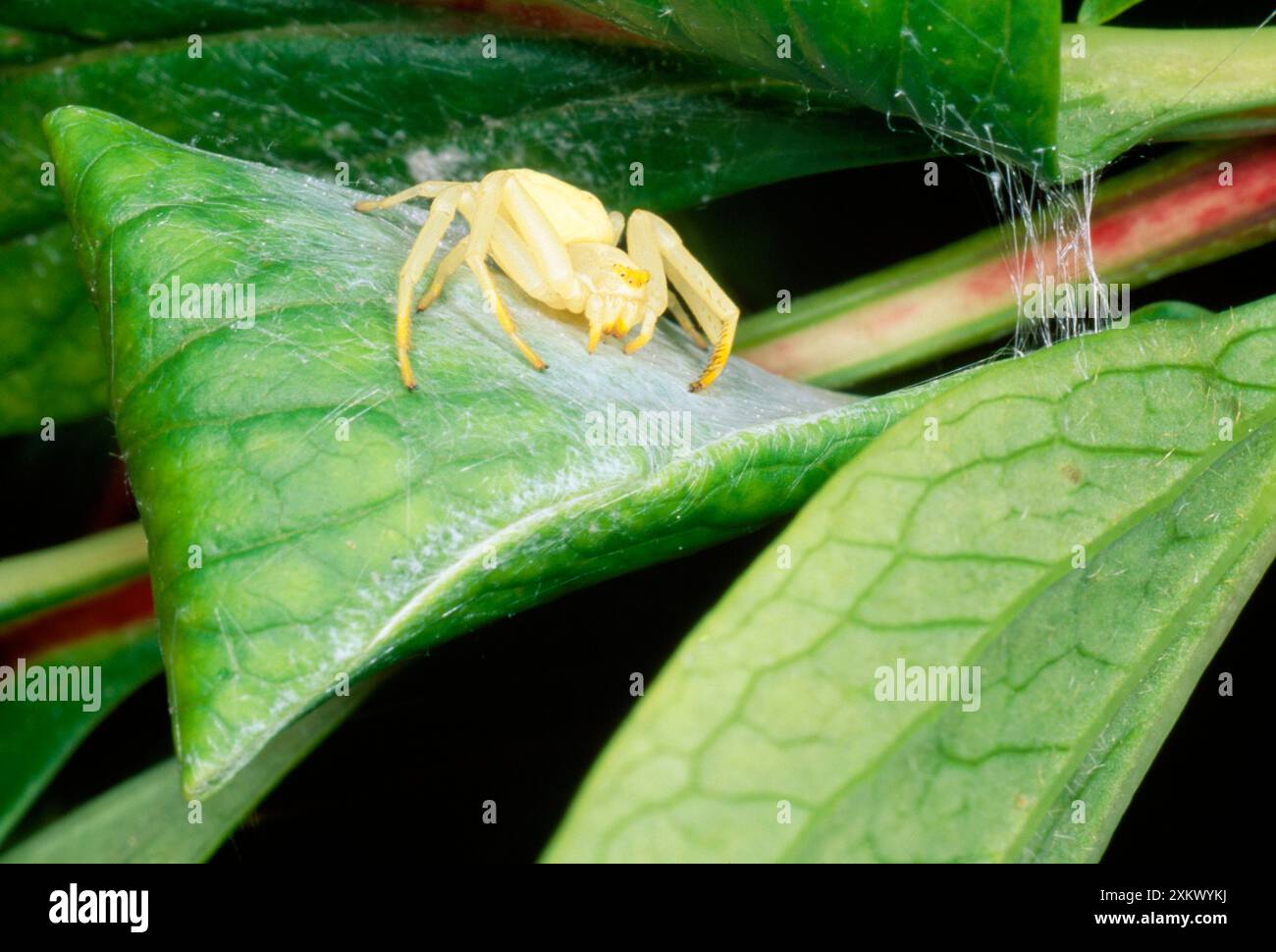 White Crab Spider - custodia per uovo di seta femminile Foto Stock