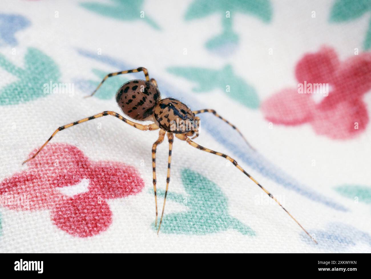 Spitting Spider - caccia alla preda Foto Stock