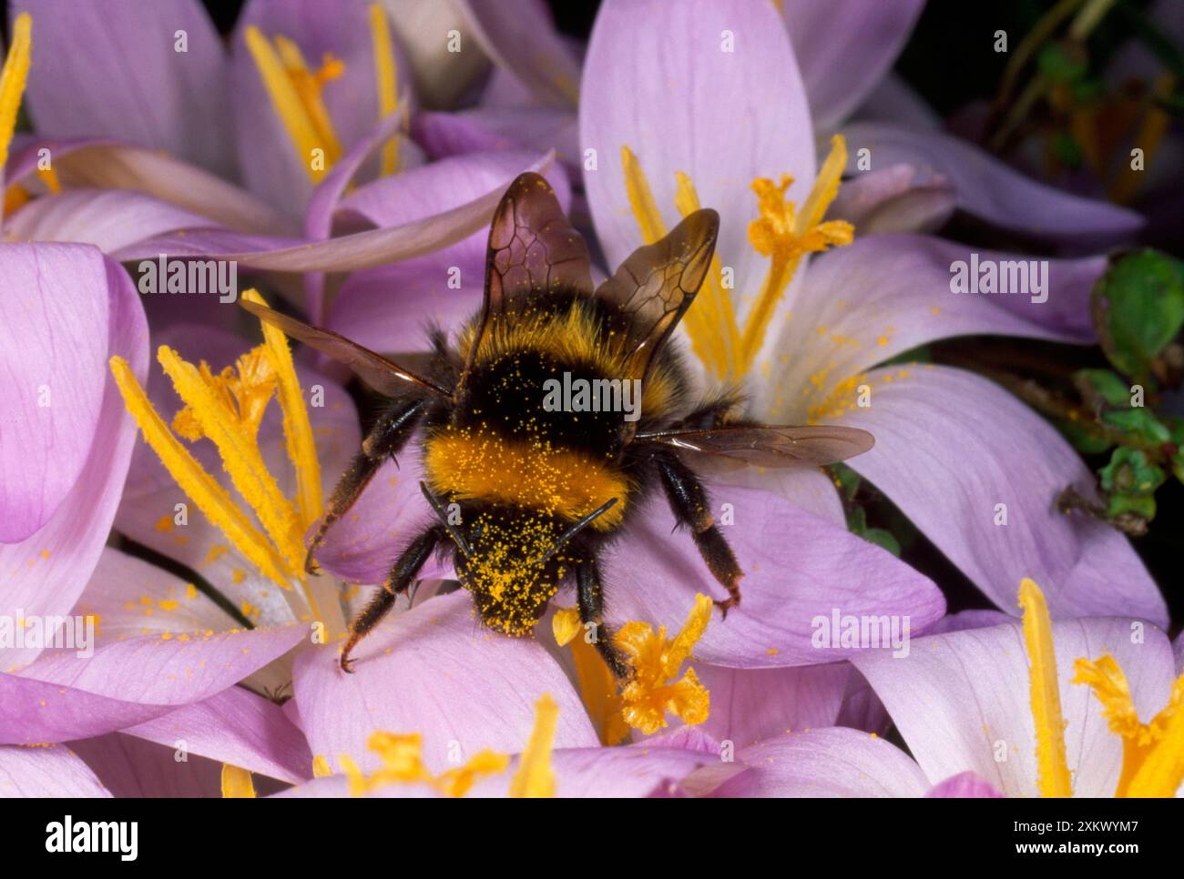 Bumblebee comune - sul fiore di Crocus che raccoglie polline Foto Stock