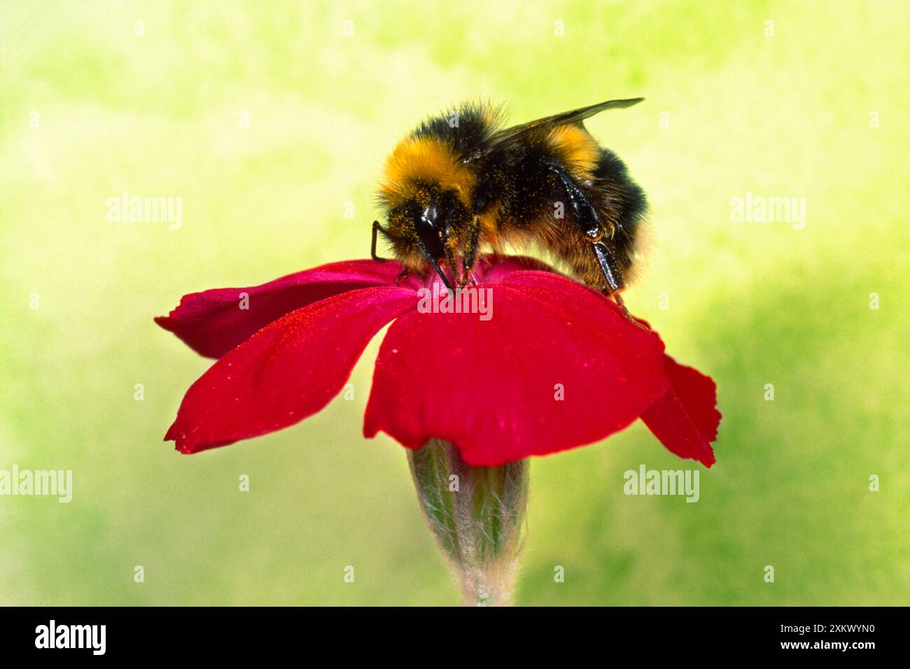 Bumblebee comune - raccolta del polline Foto Stock