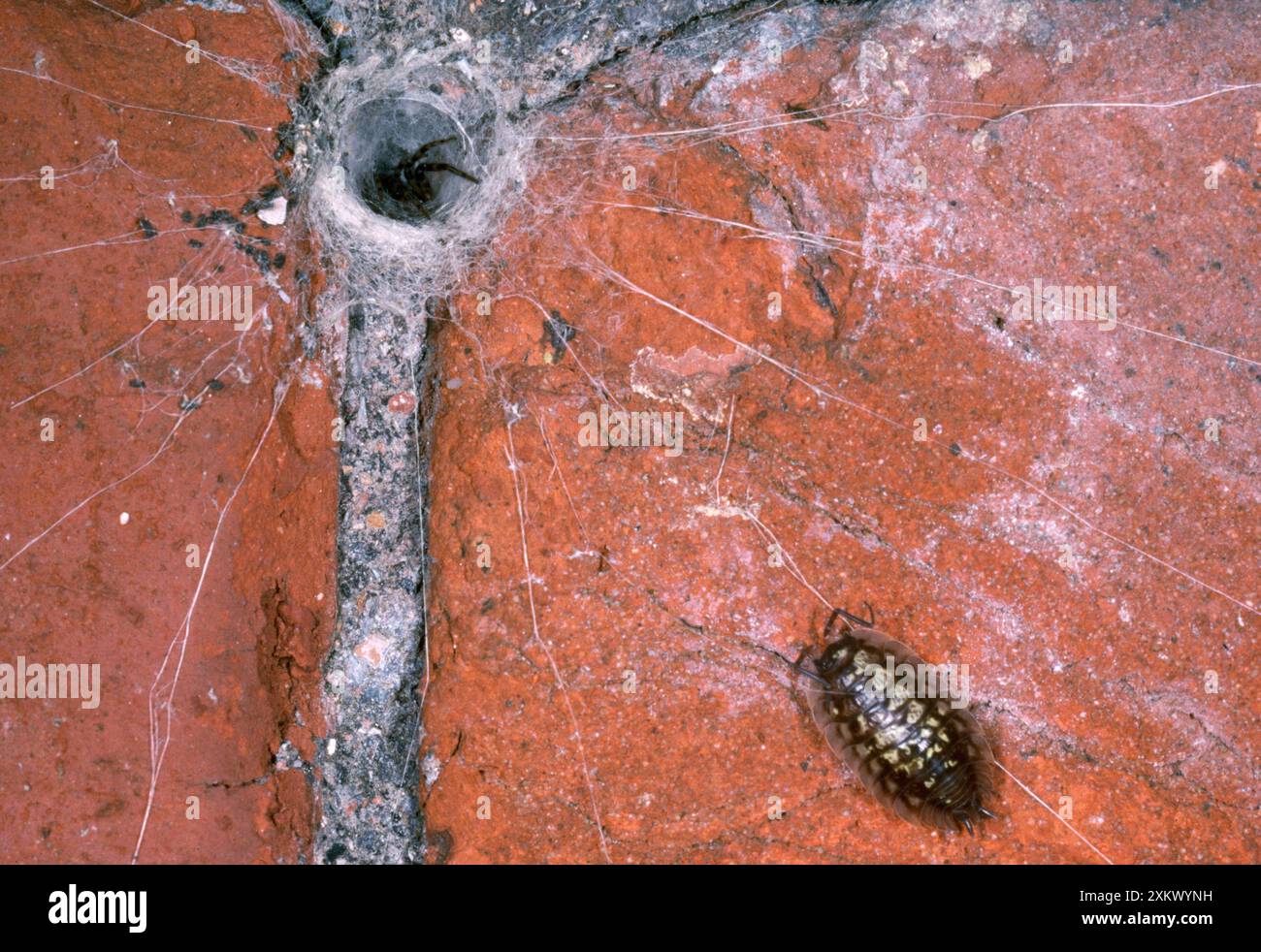 SPIDER - in rete tubolare, con preda di legno su "fili di scatto" Foto Stock