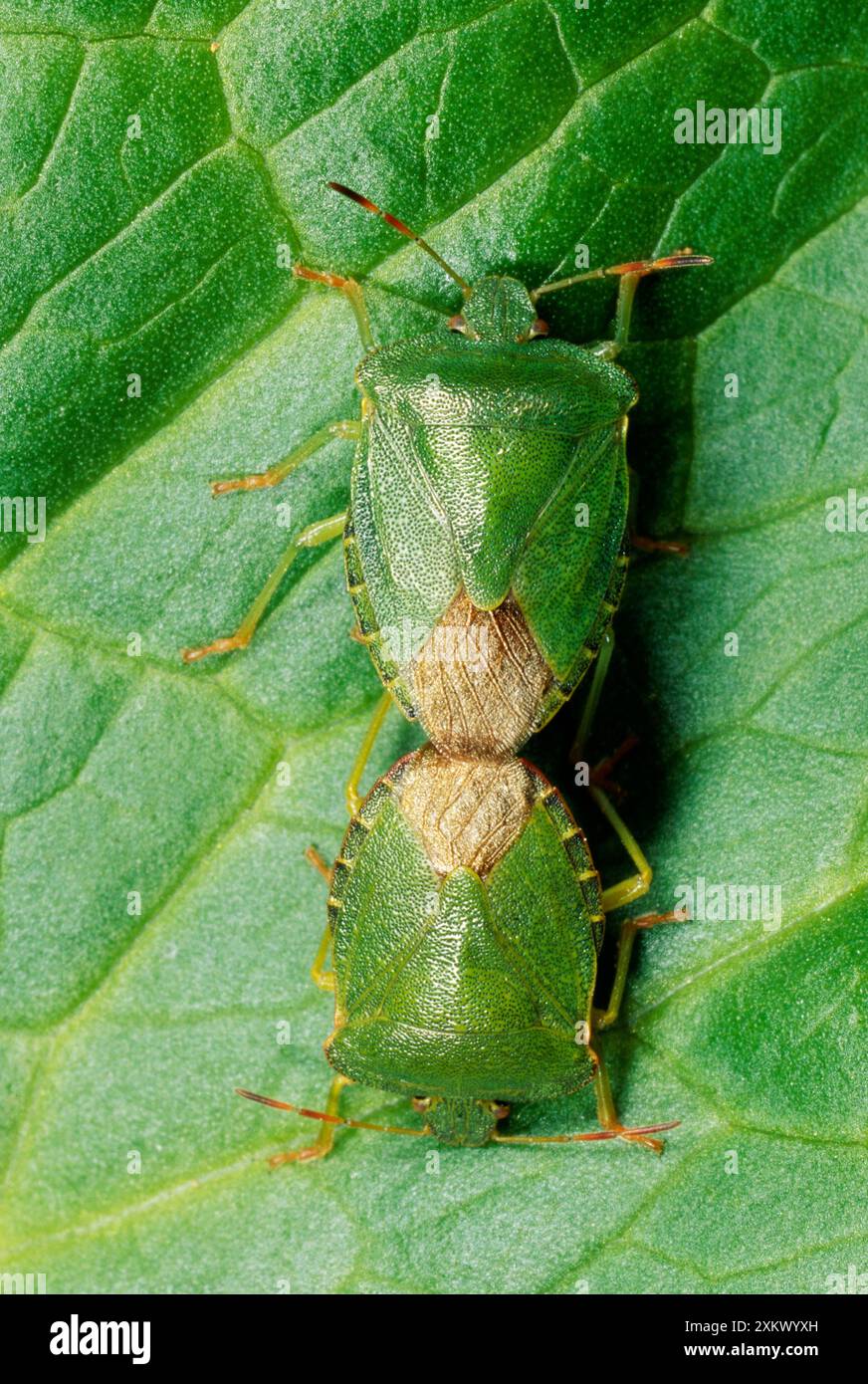 Bug Shield verde / bug Stink - coppia di accoppiamento Foto Stock