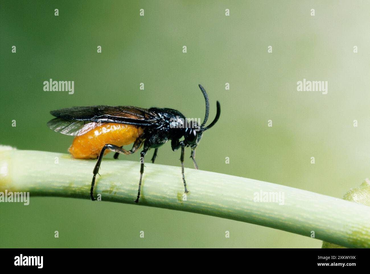 Sawfly - uova deposte femminili in gambo di rosa Foto Stock