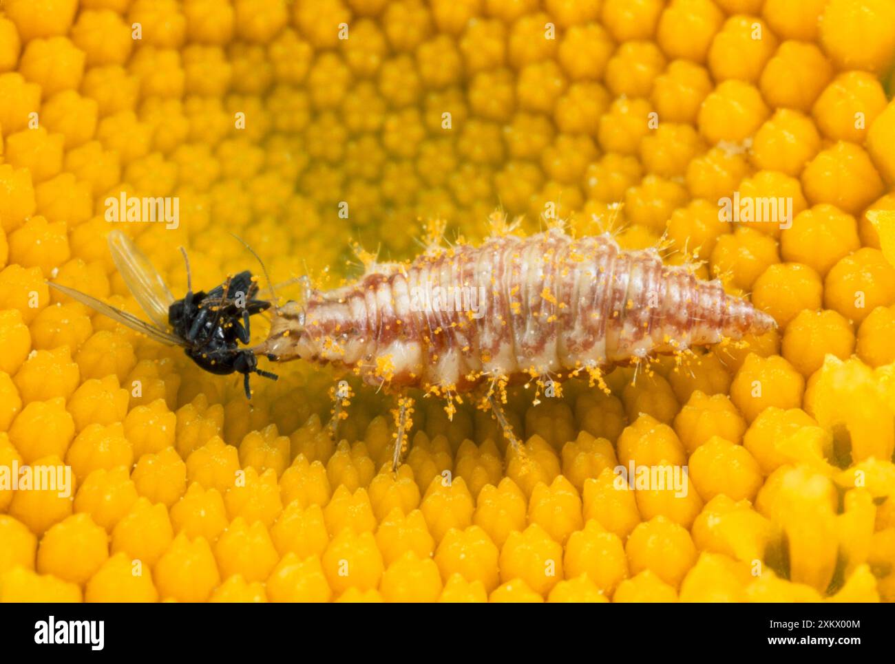 Lacewing Larva - da mangiare con le prede di mosca Foto Stock