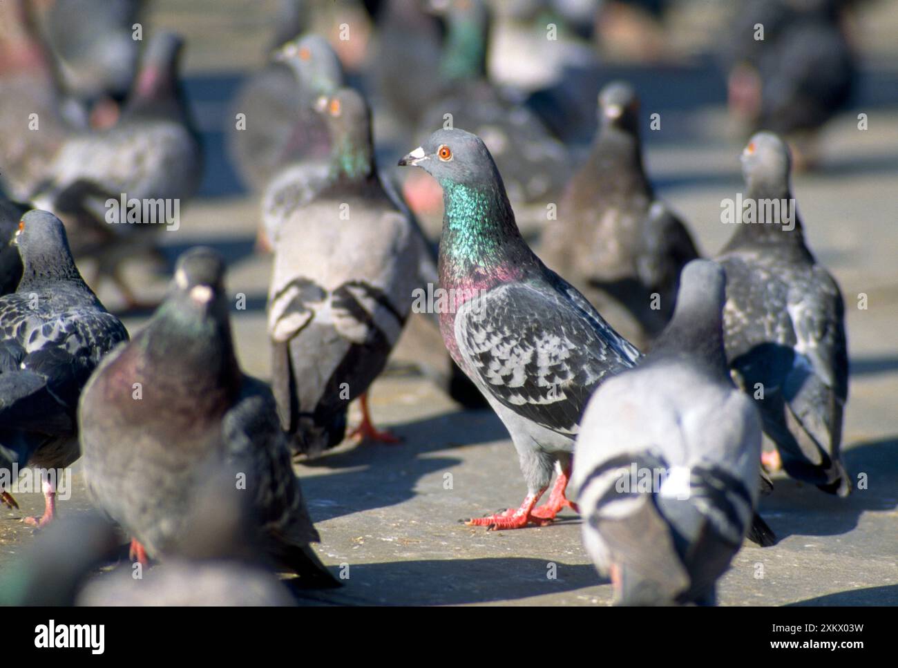 Feral / Urban / Town / Rock PIGEONS / Rock dove Foto Stock