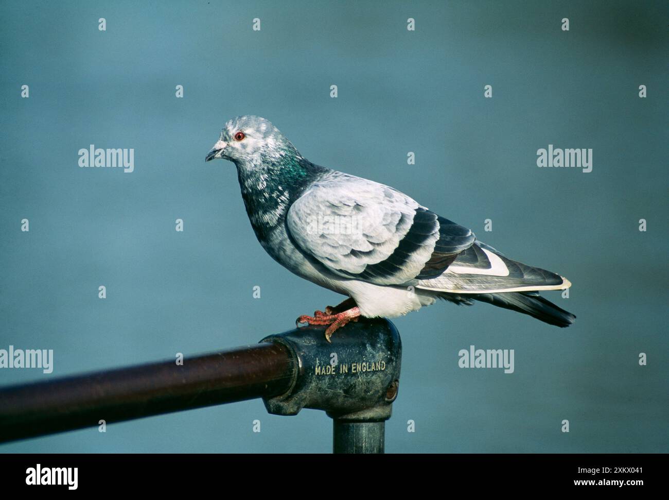 Feral / Urban / Town / Rock PIGEONS / Rock dove Foto Stock