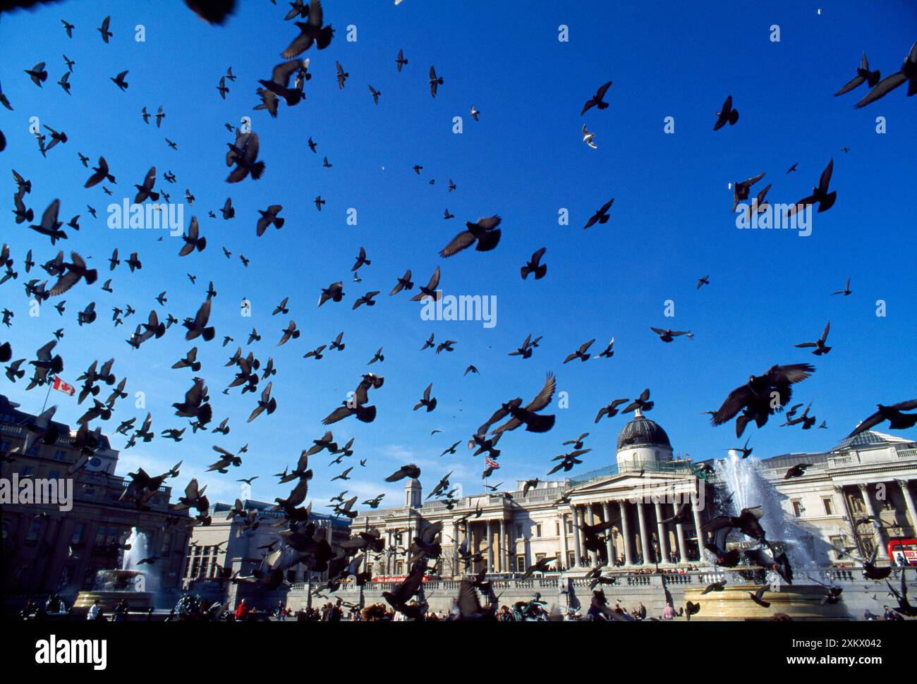 Urban Pigeons - gregge in Trafalgar Square Foto Stock