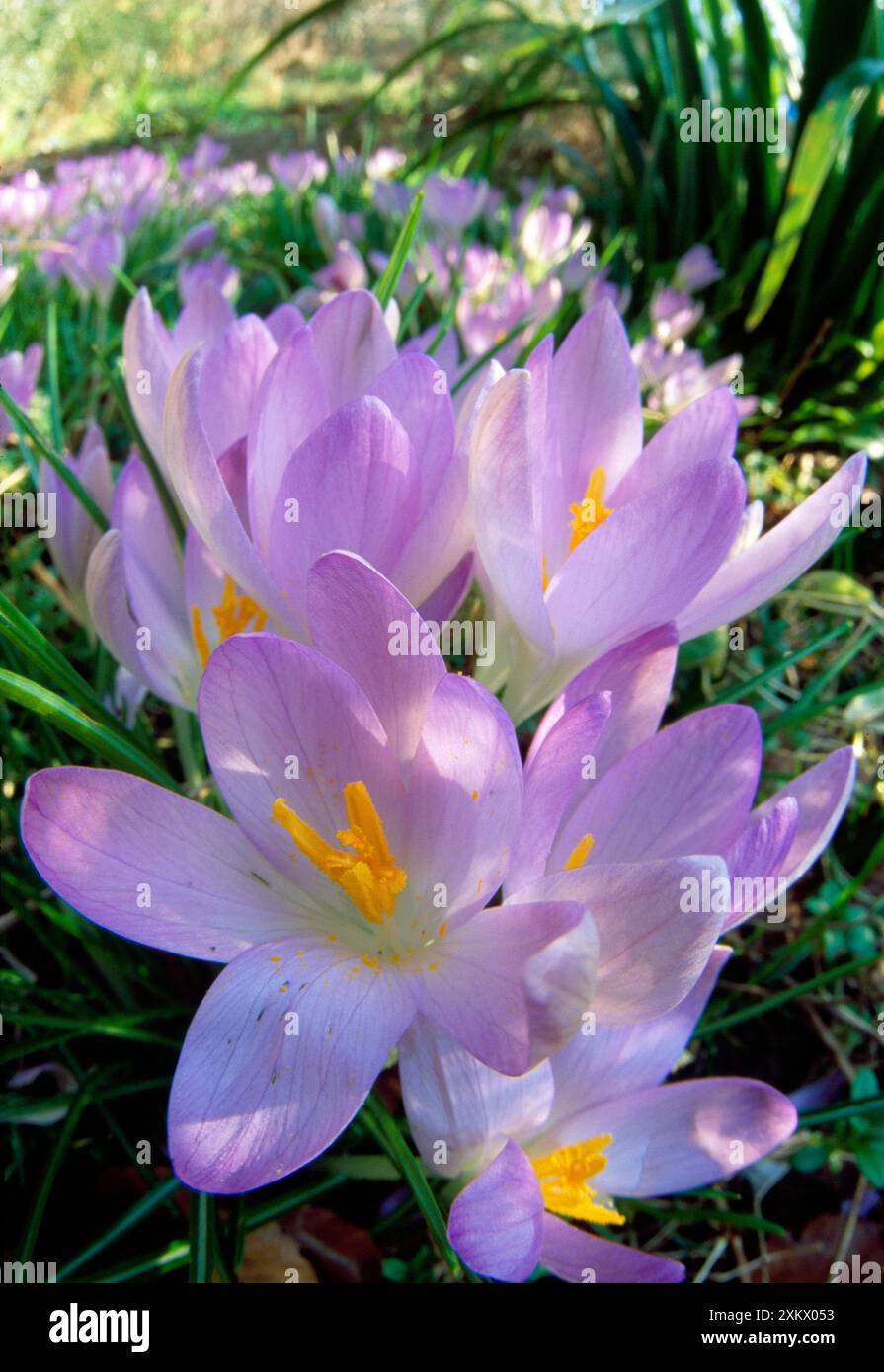 Spring Crocus - molti viola Foto Stock