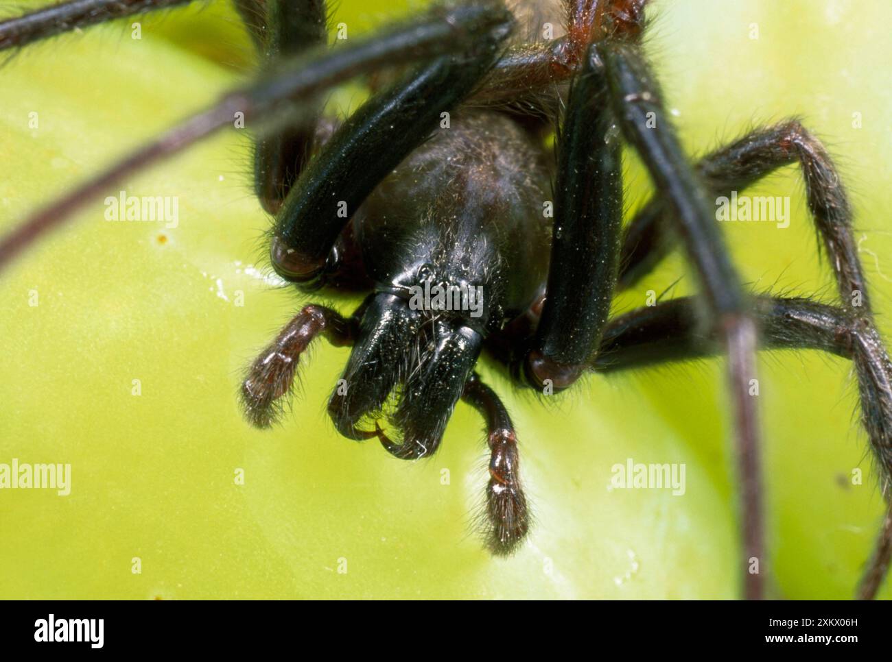 Ragno - maschio - primo piano della testa che mostra zanne Foto Stock