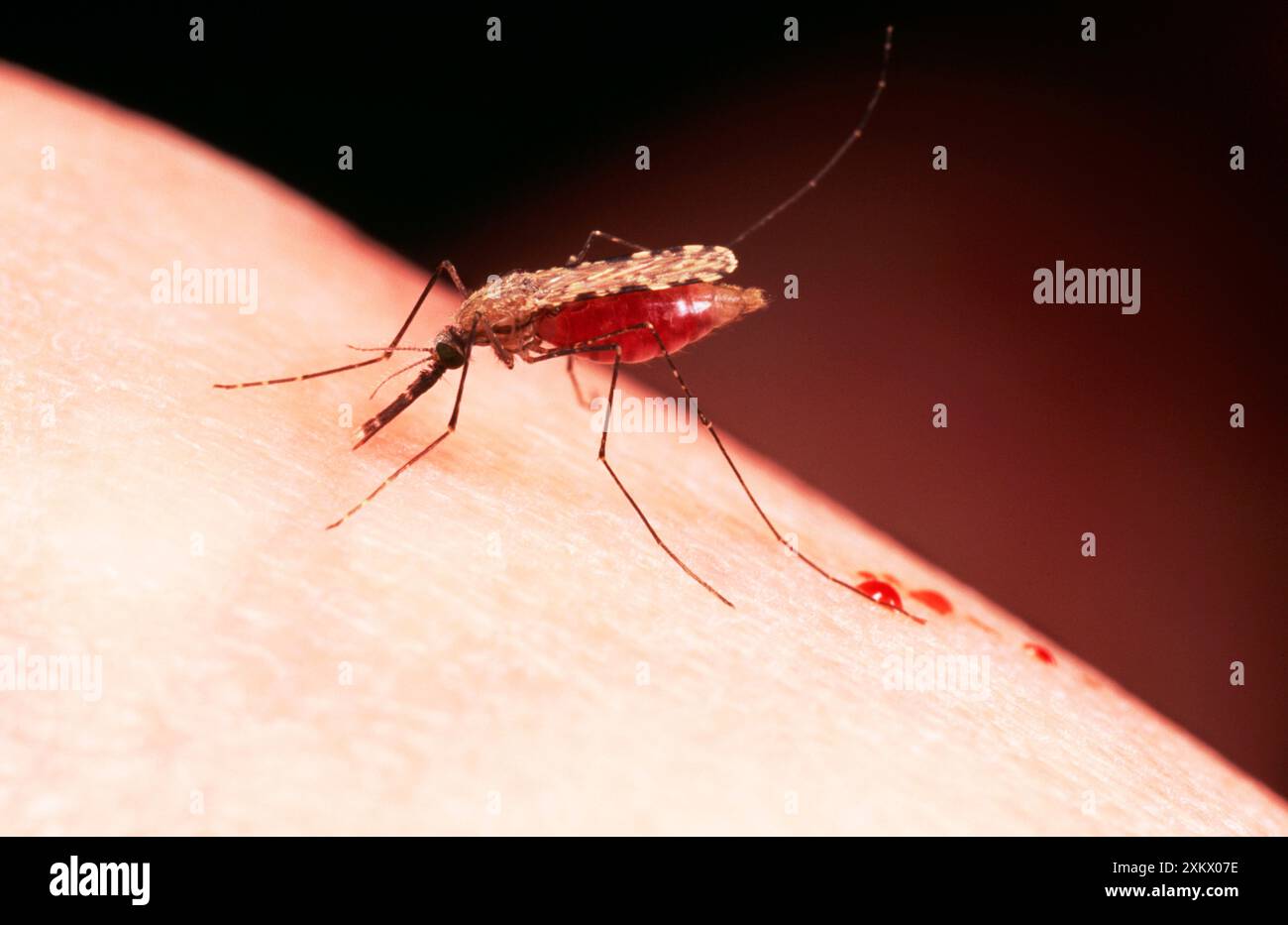 Malaria Mosquito Foto Stock