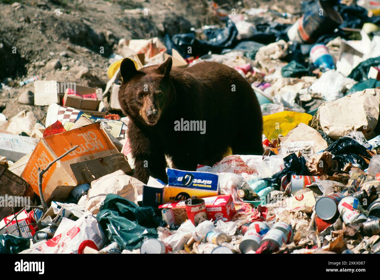 Nordamericano nero / ORSO DI cannella - spazzatura Foto Stock