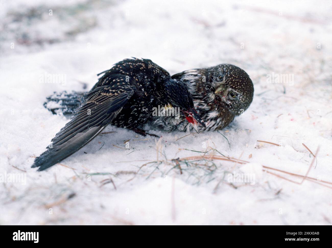 Gufo pigmeo - uccidere Starling Foto Stock