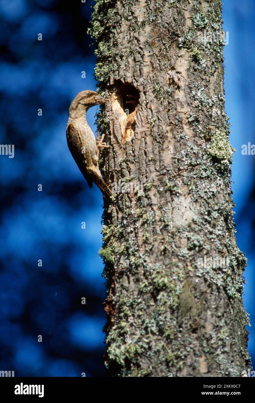 WRYNECK - A NEST IN TREE Foto Stock