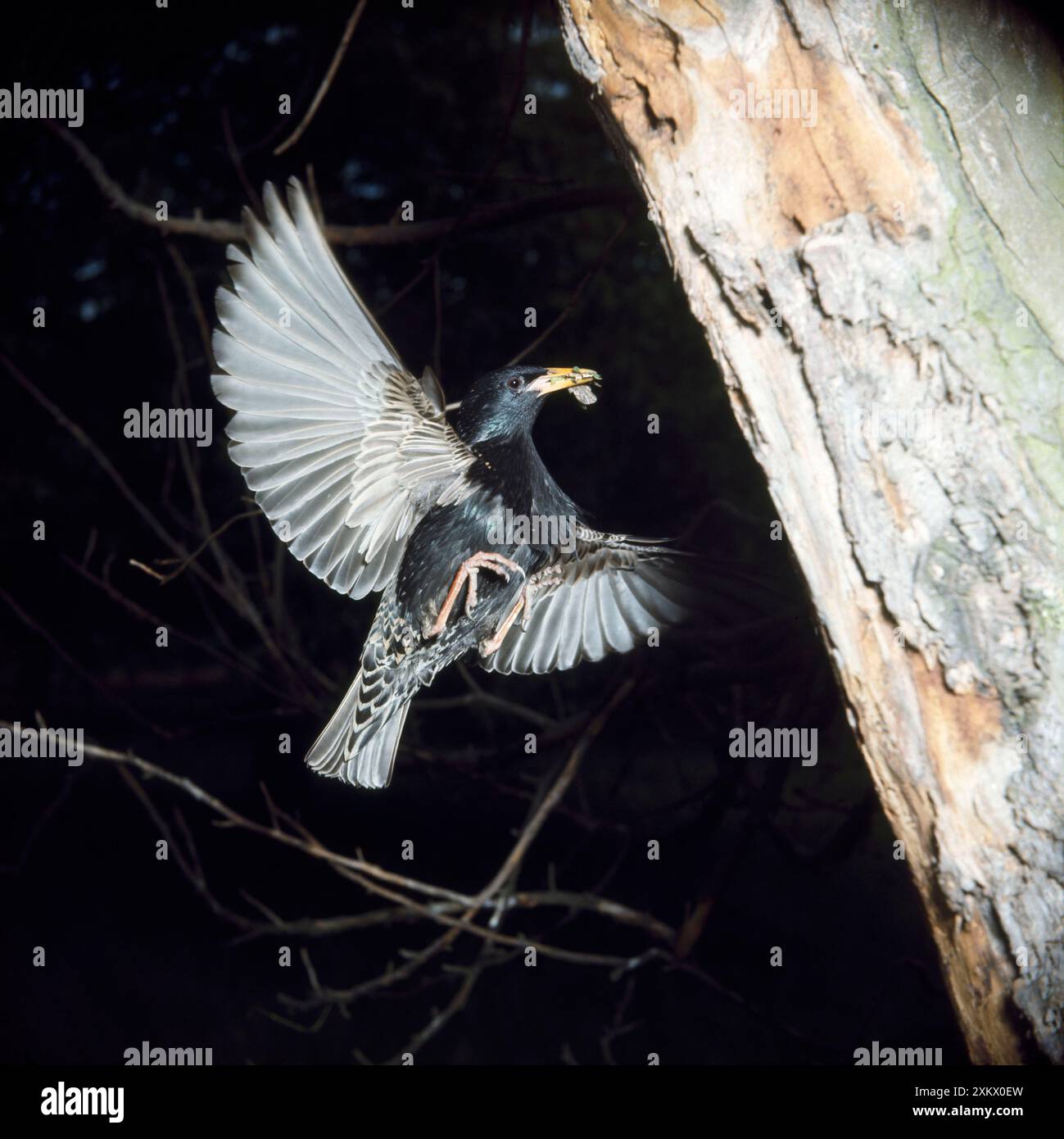 Starling - in volo in avvicinamento al nido con cibo in becco Foto Stock