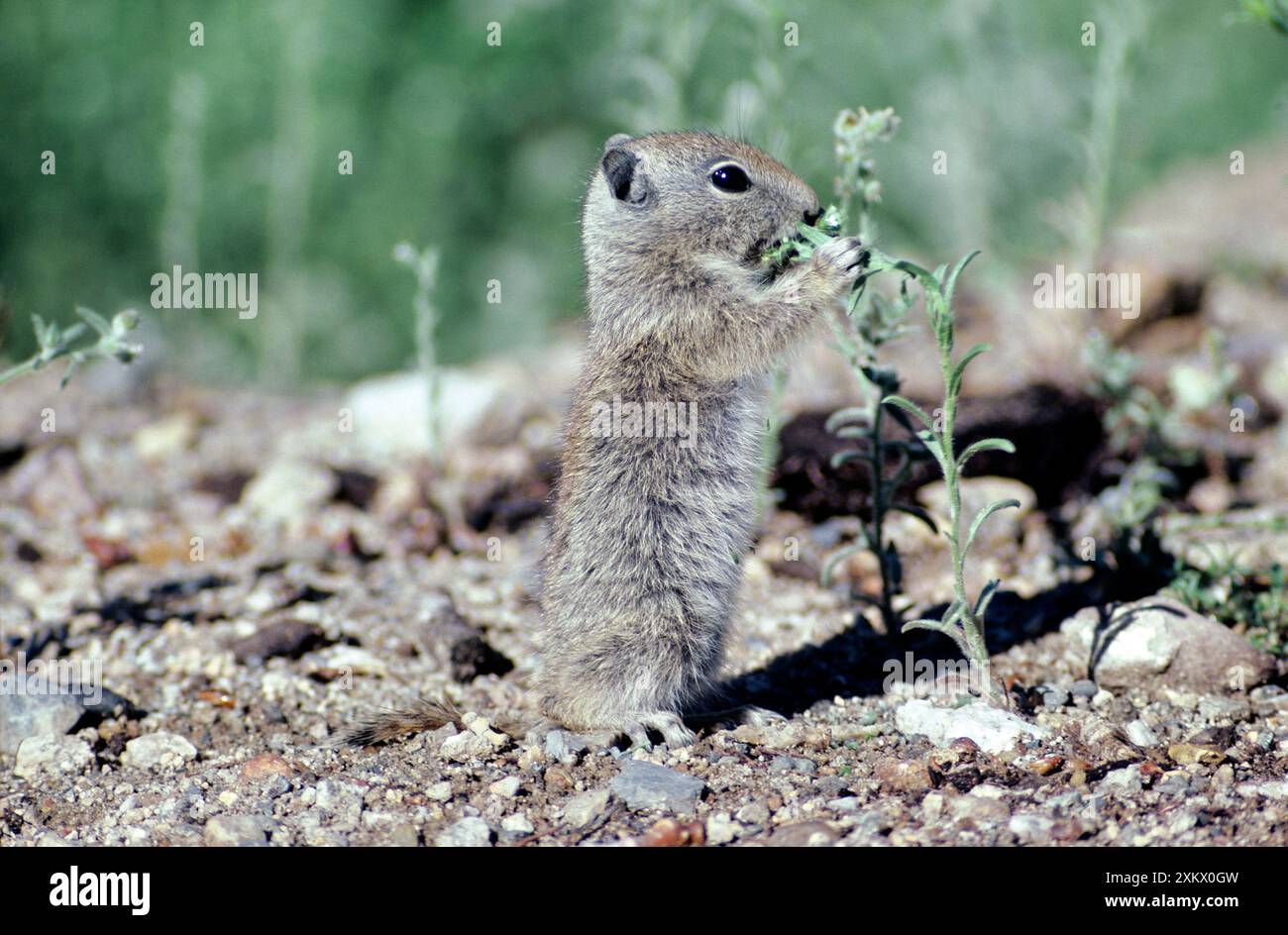 Belding di scoiattolo di terra Foto Stock