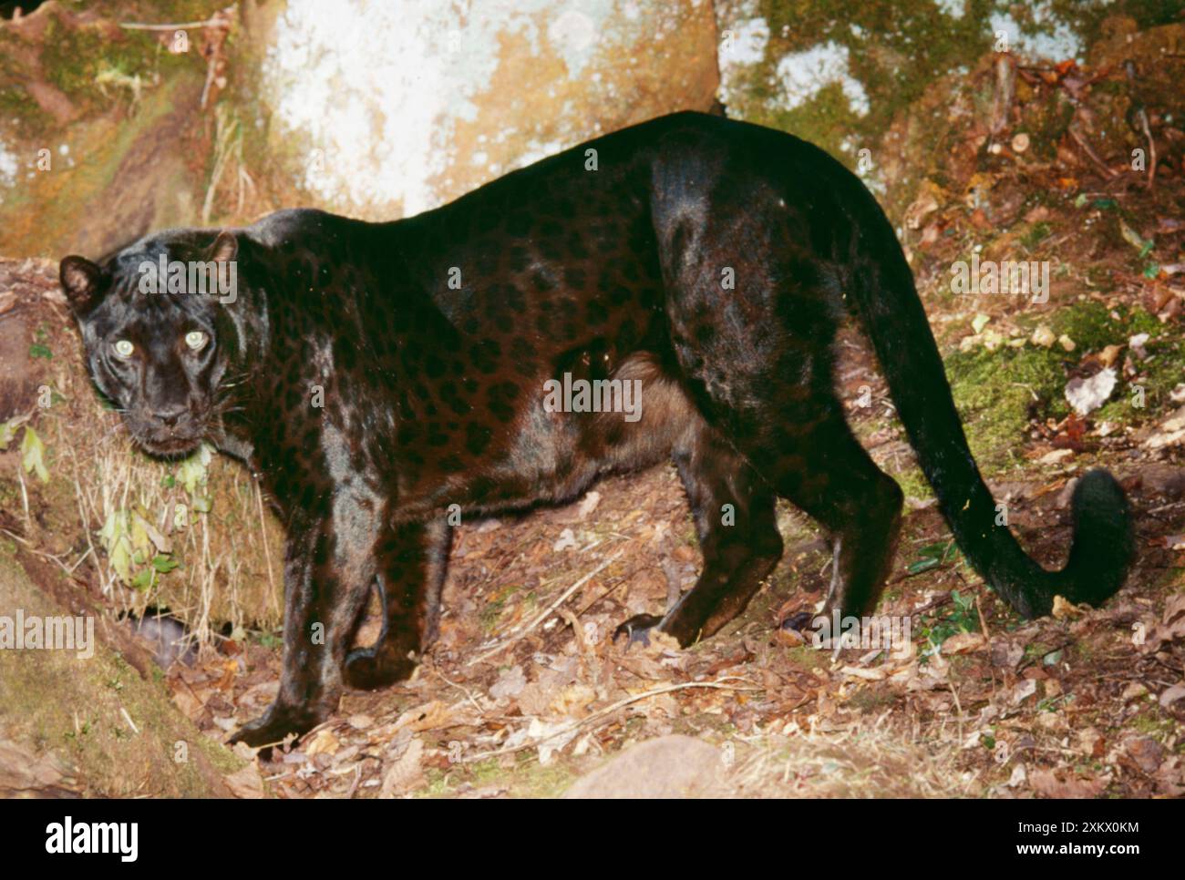 LEOPARDO NERO - lato ON Foto Stock