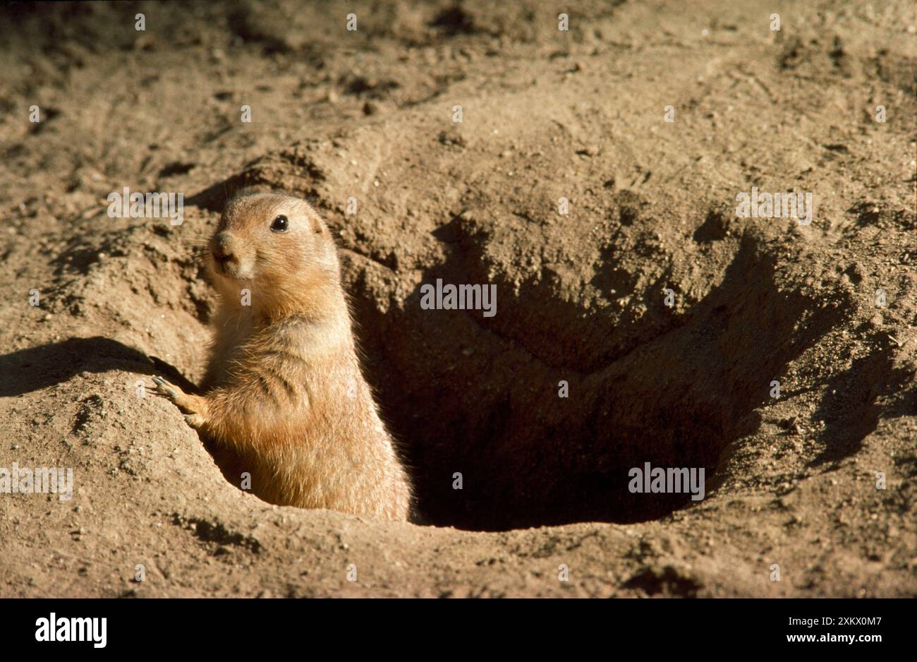 Nero-tailed cane della prateria Foto Stock