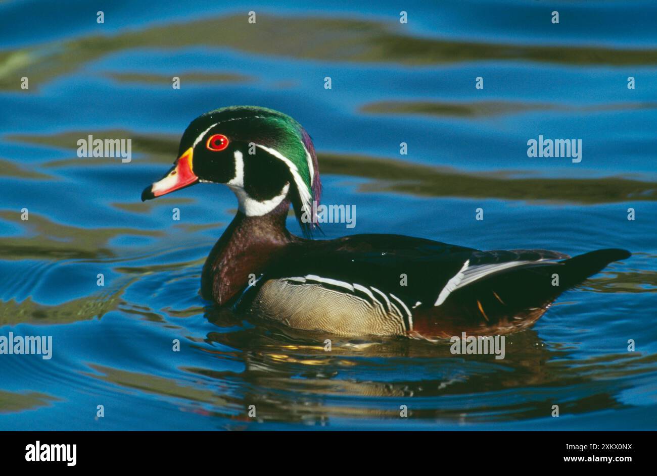Wood Duck - maschio nel piumaggio dell'allevamento, vista laterale Foto Stock
