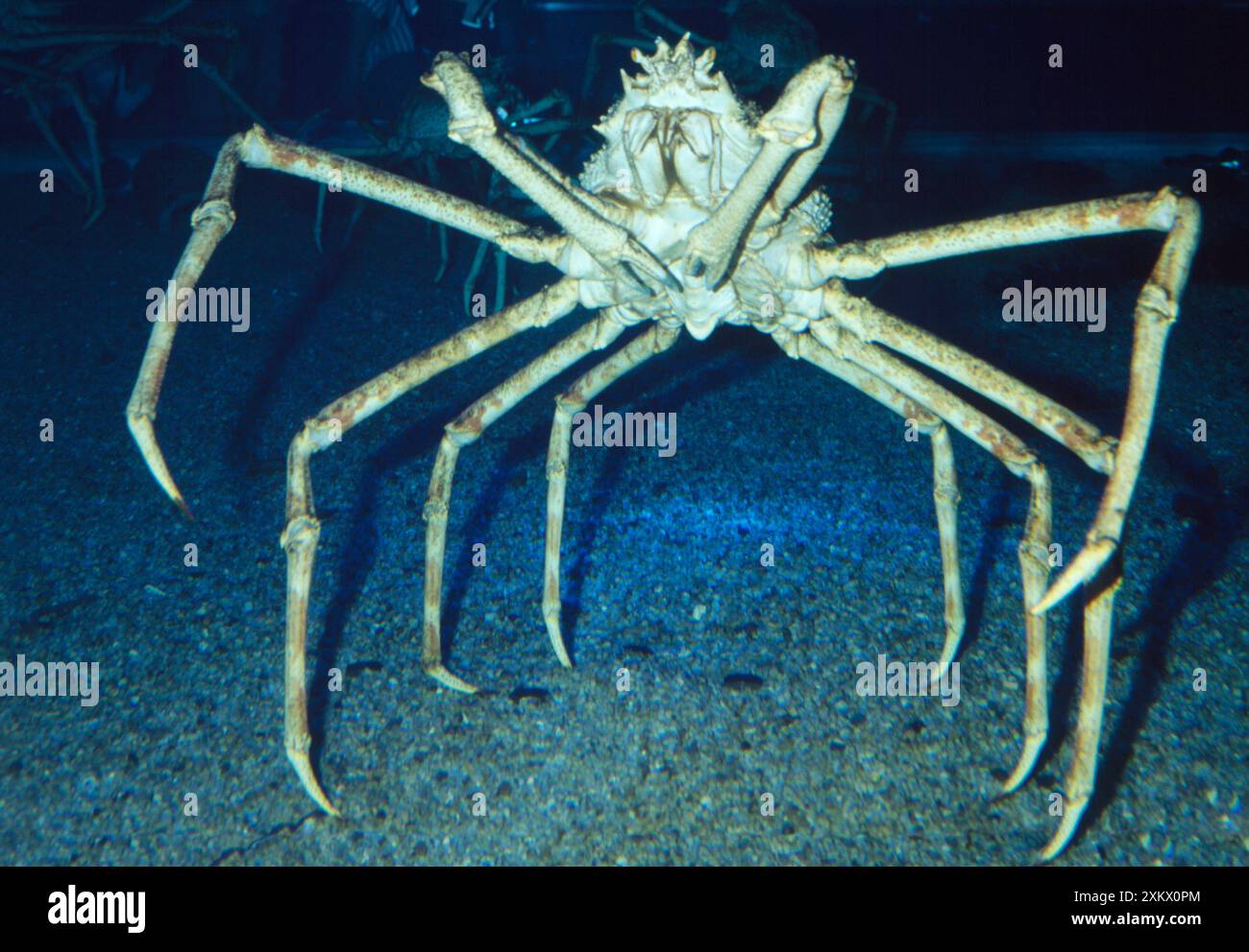 GRANCHIO ragno giapponese gigante - il più grande artropode del WorldÕs Foto Stock