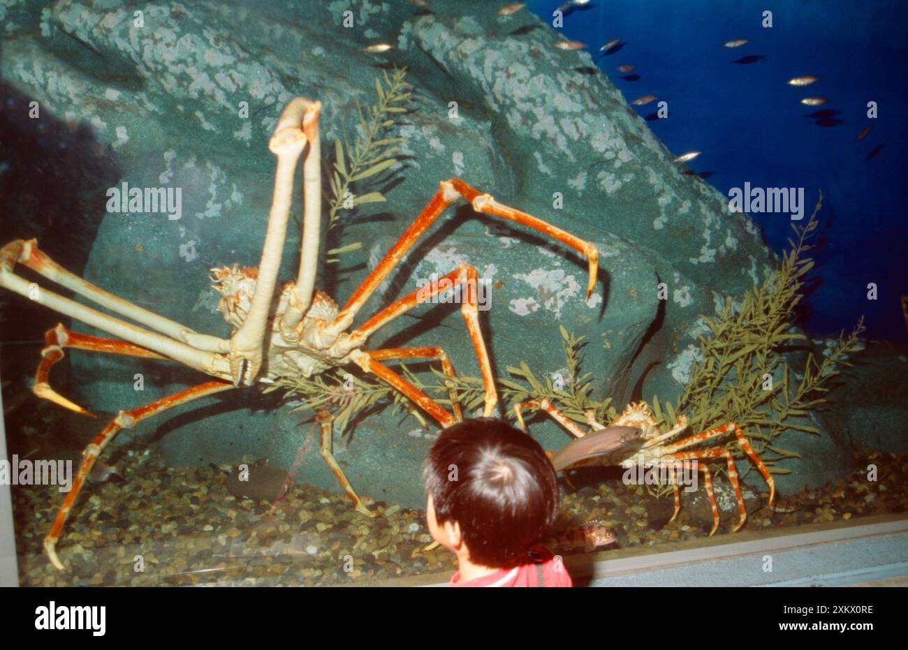 GRANCHIO ragno giapponese gigante - il più grande artropode del WorldÕs Foto Stock