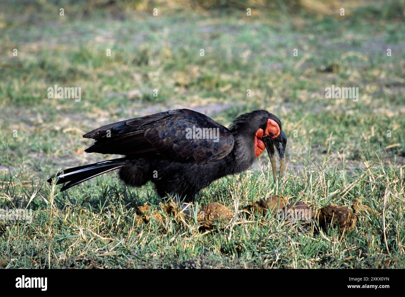 Ground HORNBILL - vista laterale, su erba Foto Stock