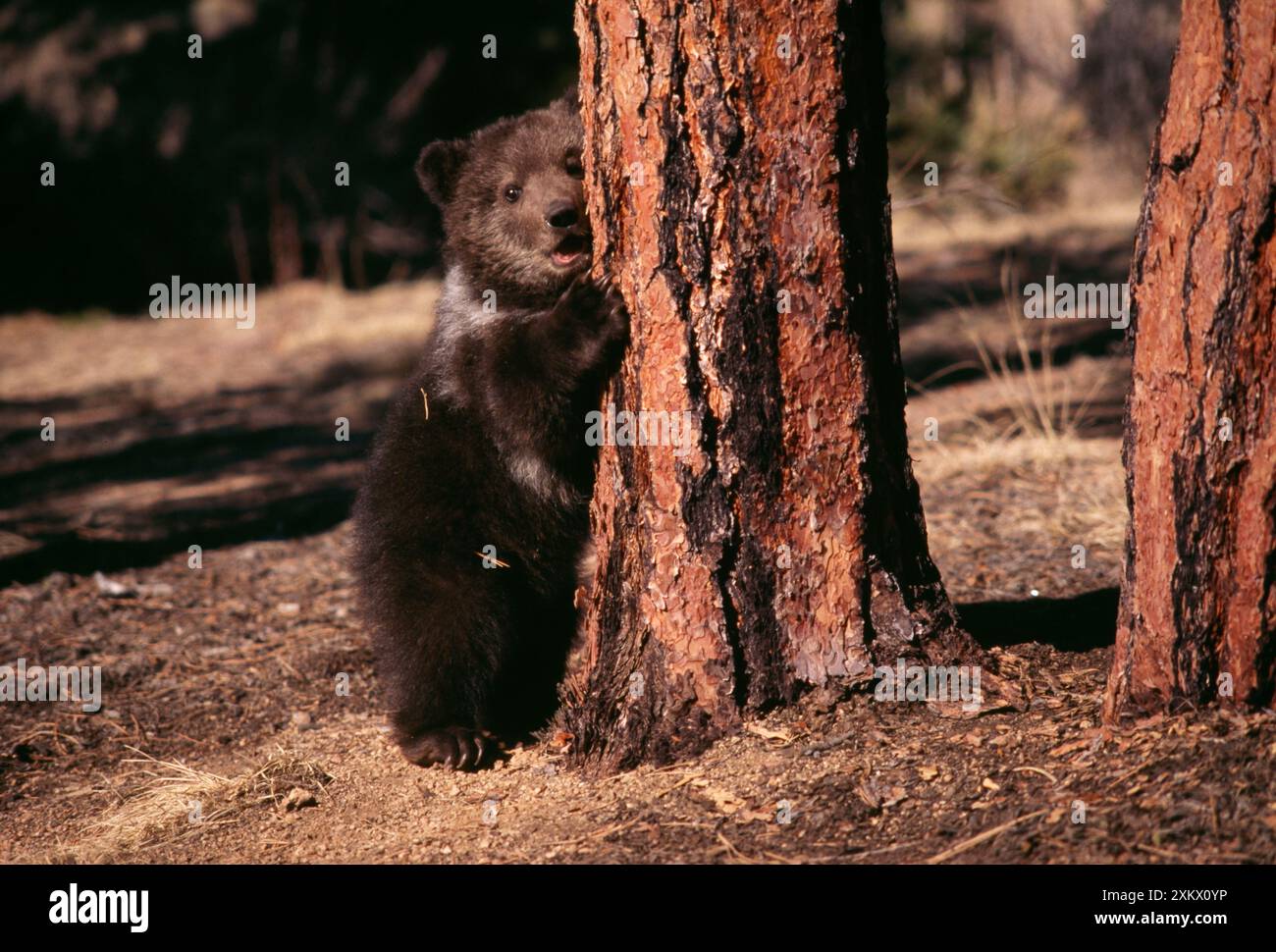 ORSO Grizzly - cucciolo nella foresta di pini di Ponderosa, per albero Foto Stock