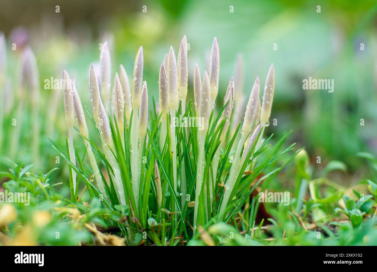 Crocus Flowers chiuso - prima dell'alba Foto Stock