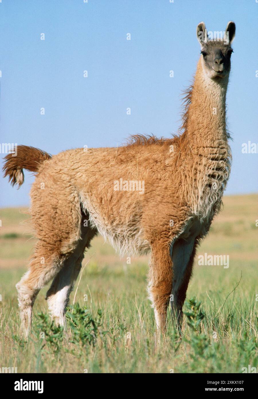 LAMA - vista laterale Foto Stock