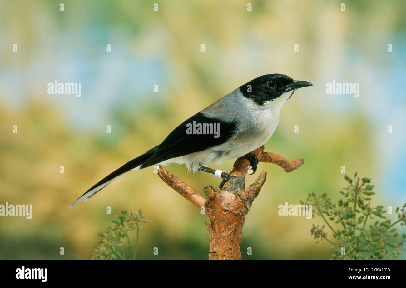 Nero - SIBIA con testa - vista laterale, appollaiato sulla diramazione Foto Stock