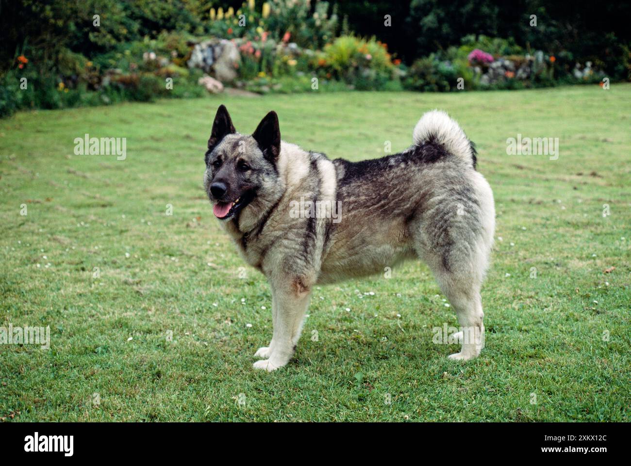 Elkhound DOG - vista laterale Foto Stock