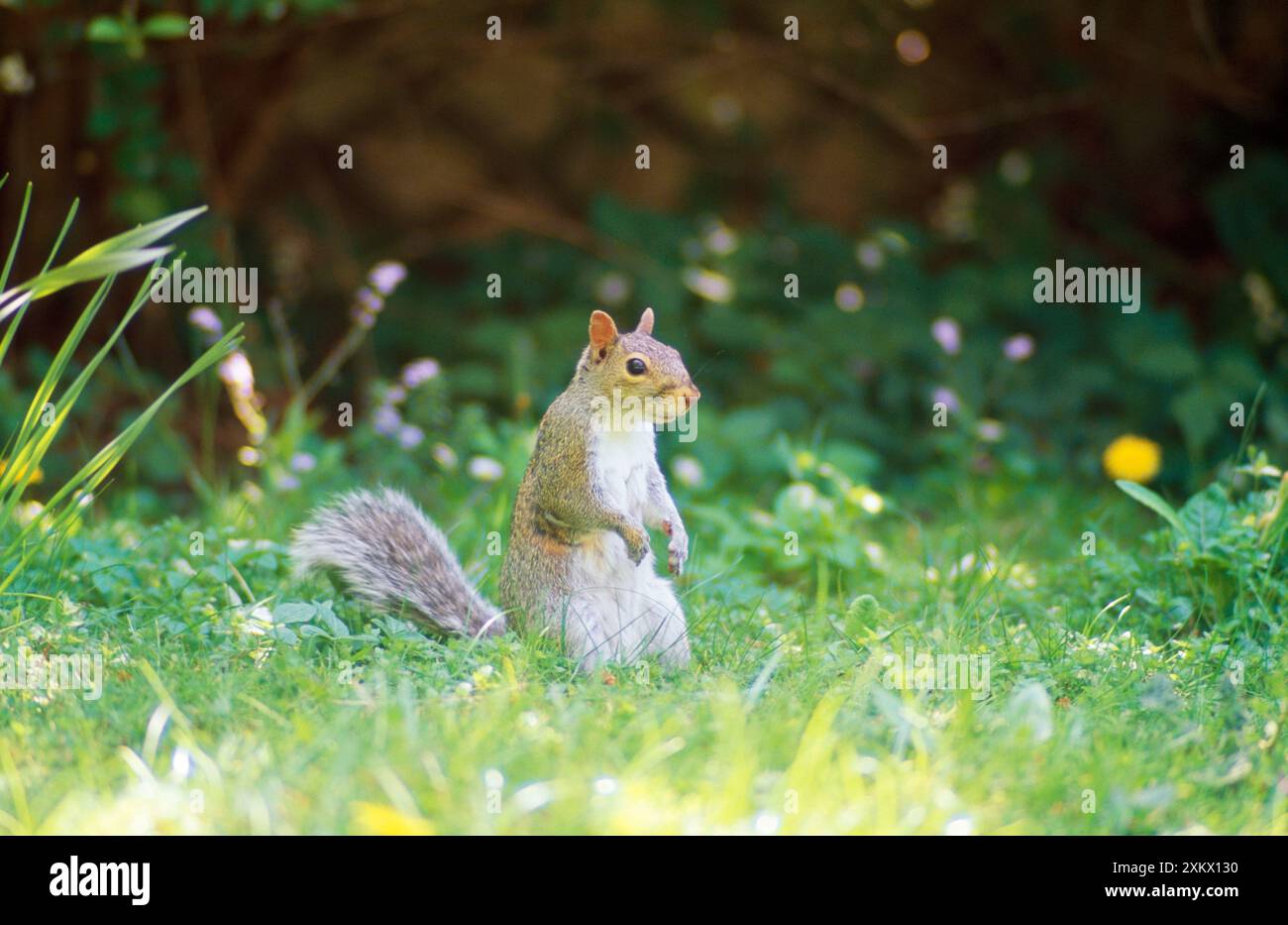 Scoiattolo grigio - tra fiori in giardino Foto Stock
