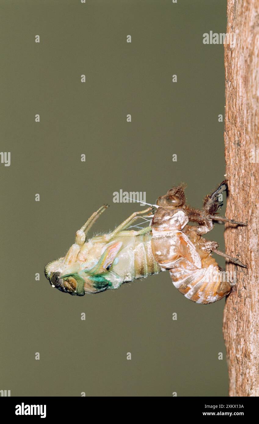 CICADA - adulti che emergono dalla pelle ninfa, spargimento Foto Stock