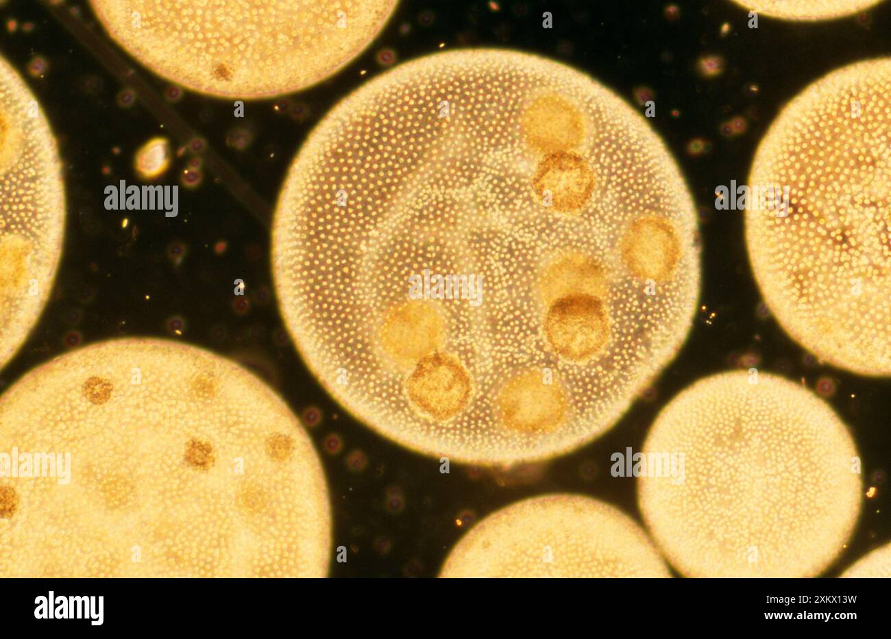 ALGHE verdi coloniali Foto Stock