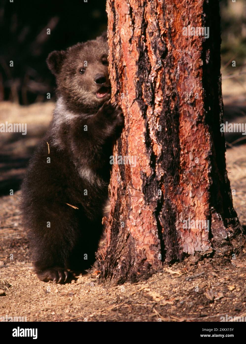 Grizzly Bear - per albero Foto Stock