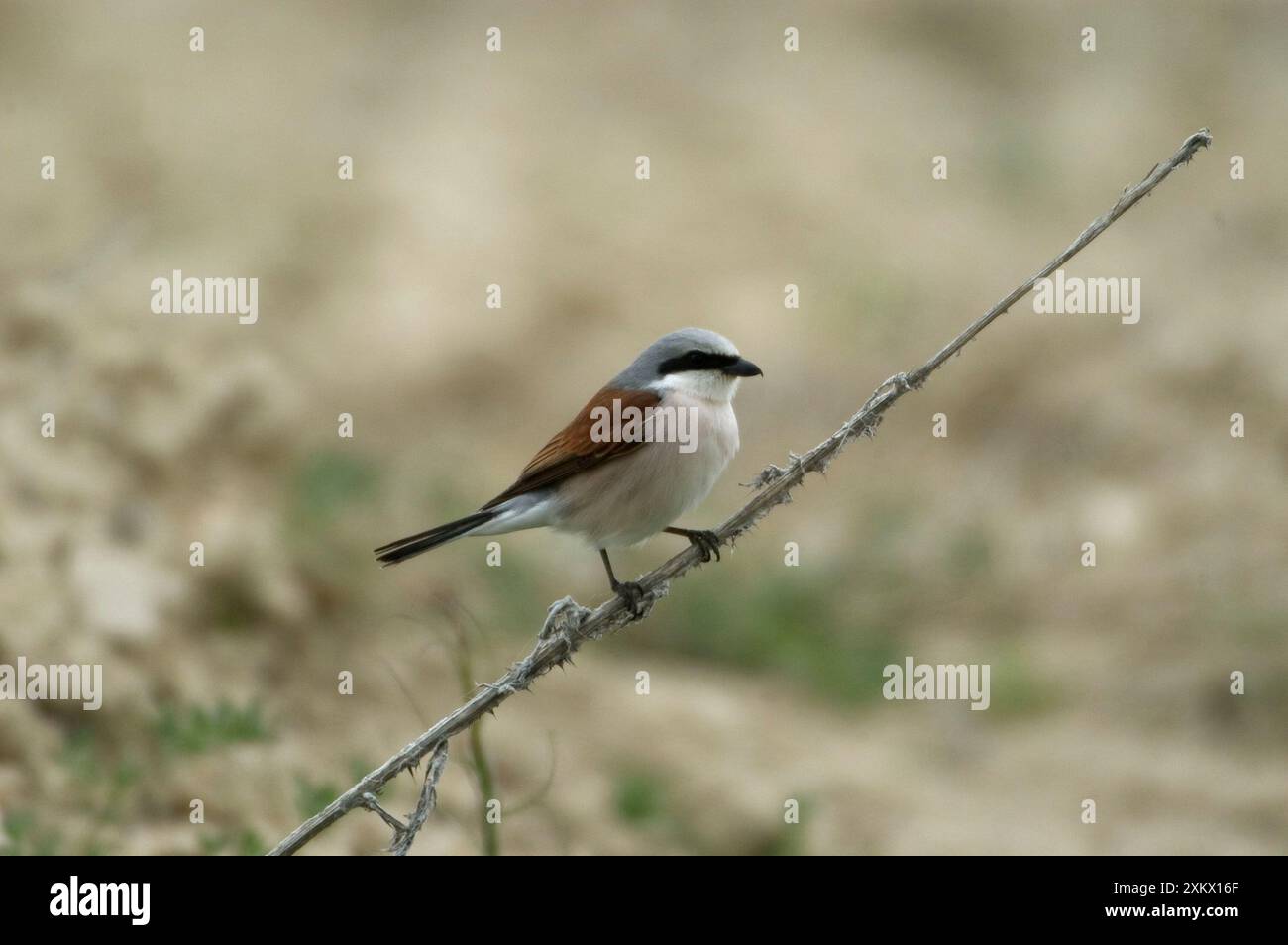 Shrike a dorso rosso - sulla diramazione Foto Stock