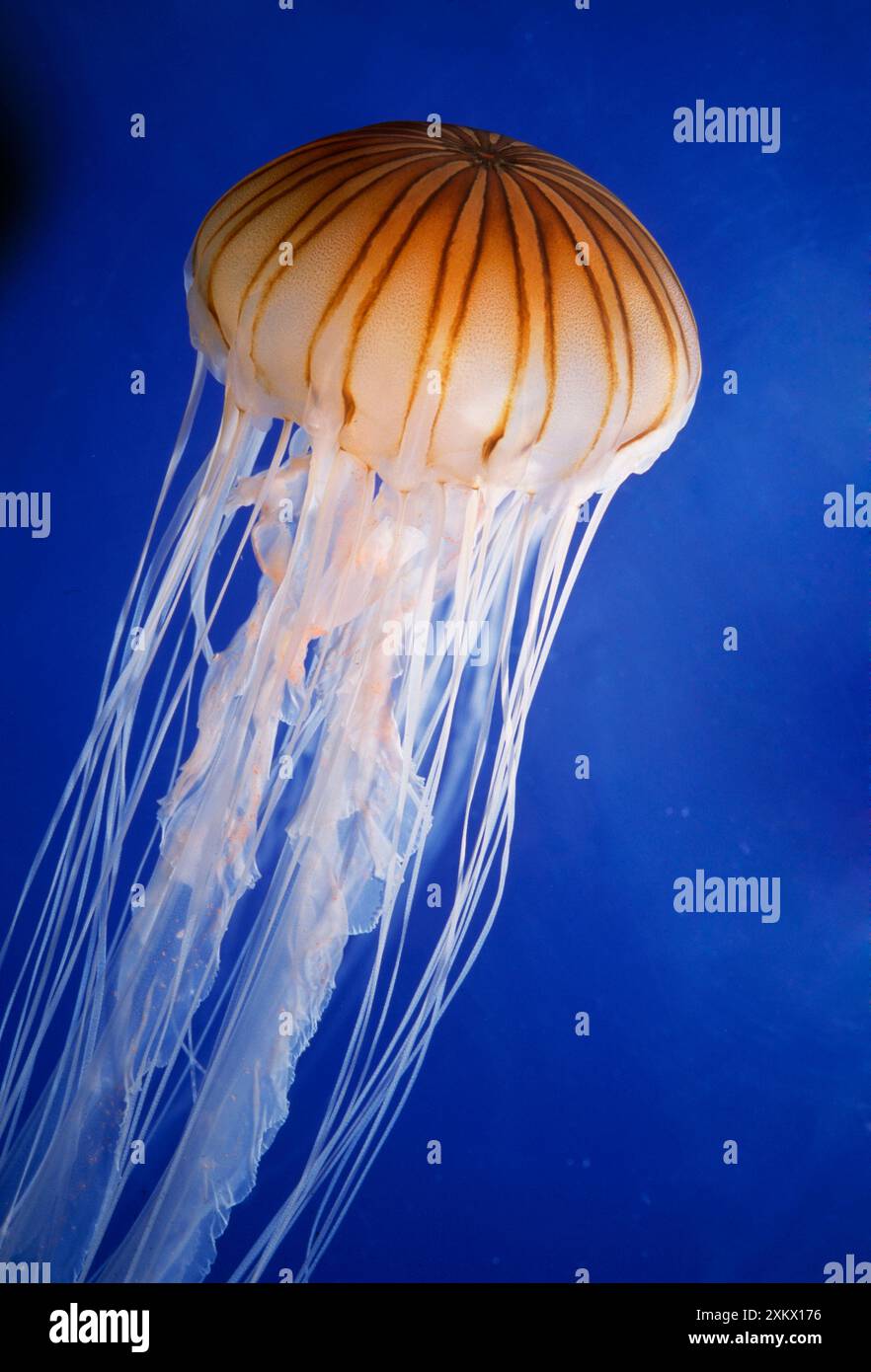 MEDUSE a righe Foto Stock