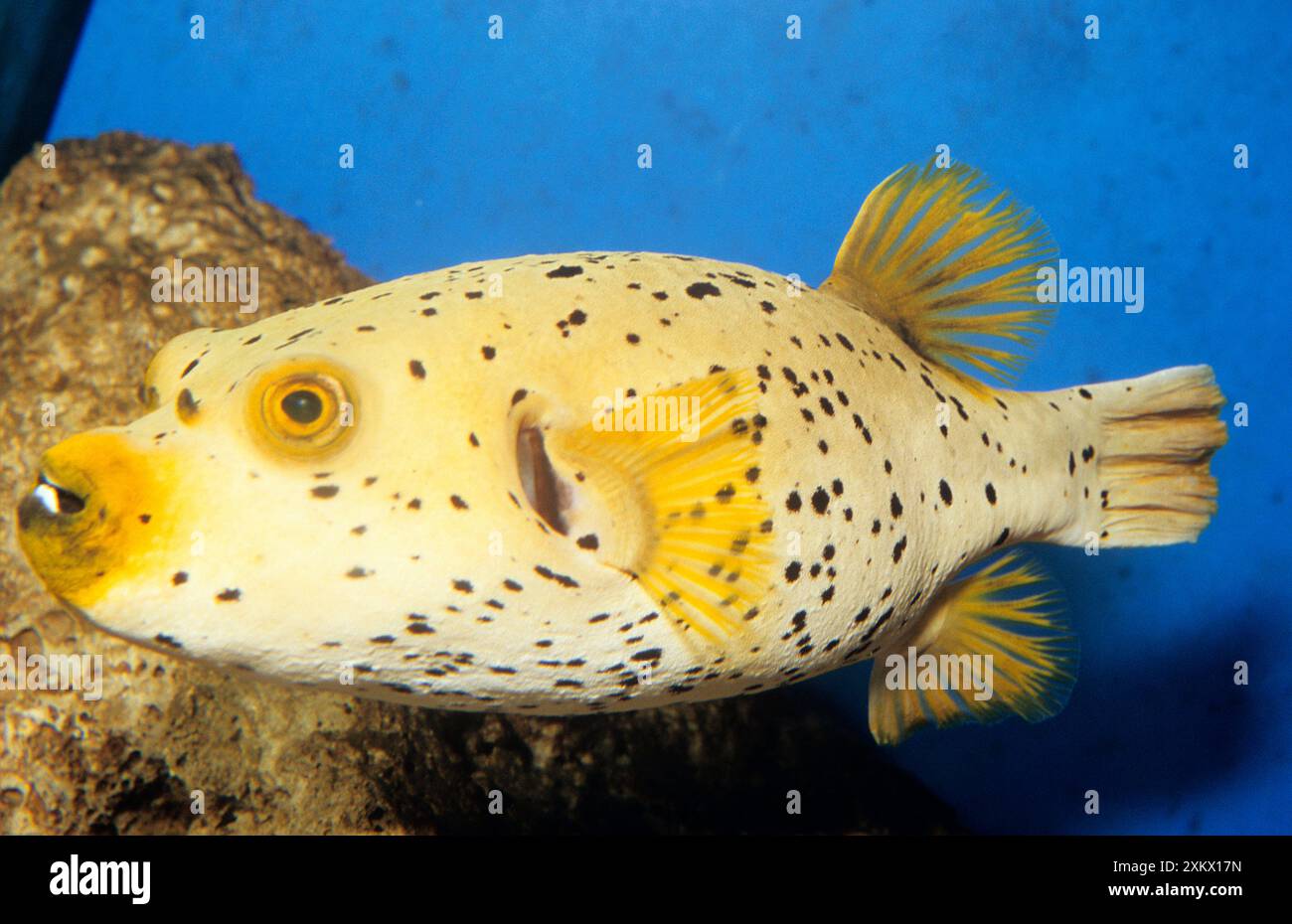 PESCE PALLA macchiato nero - vista laterale Foto Stock