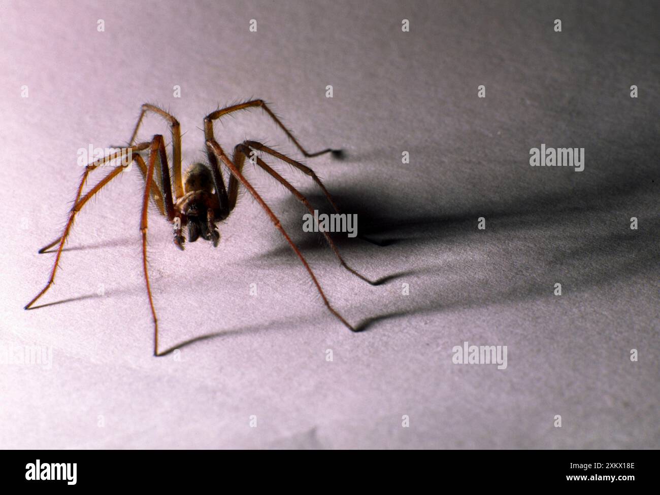 House SPIDER - peloso con l'ombra Foto Stock