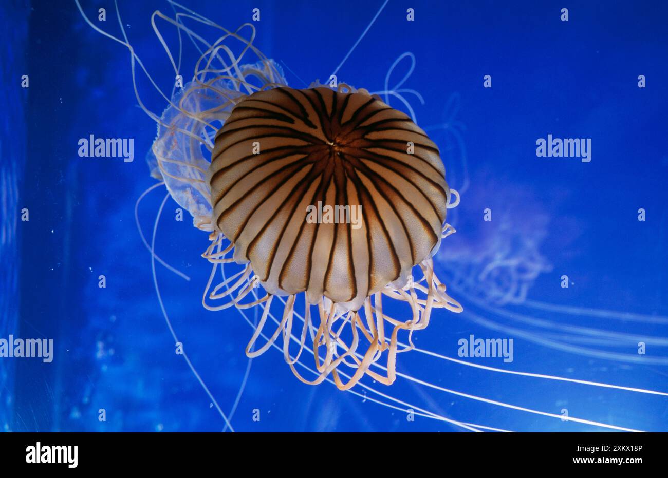 MEDUSE a righe Foto Stock