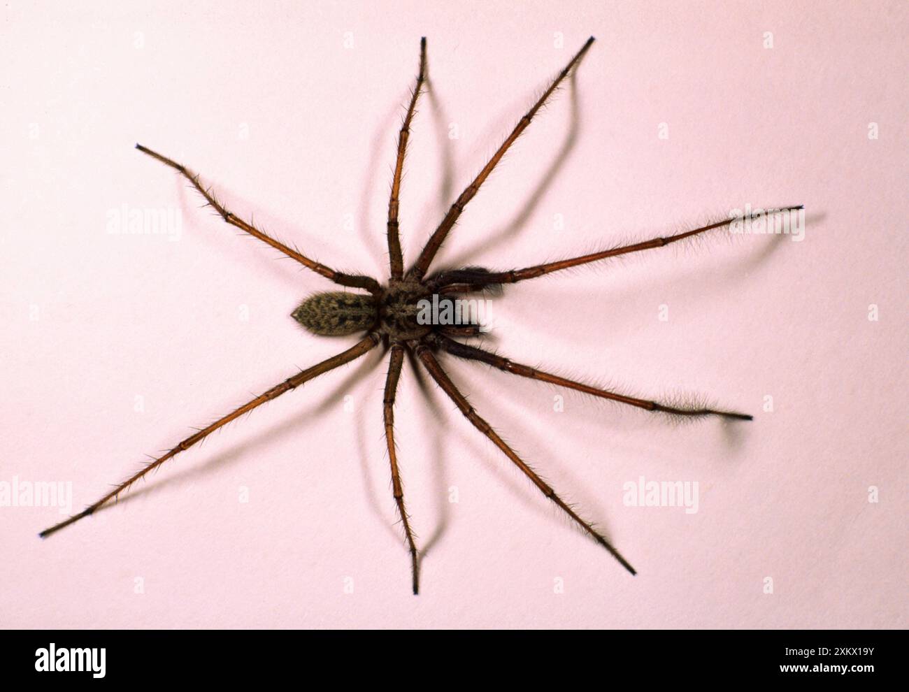 House SPIDER - peloso Foto Stock