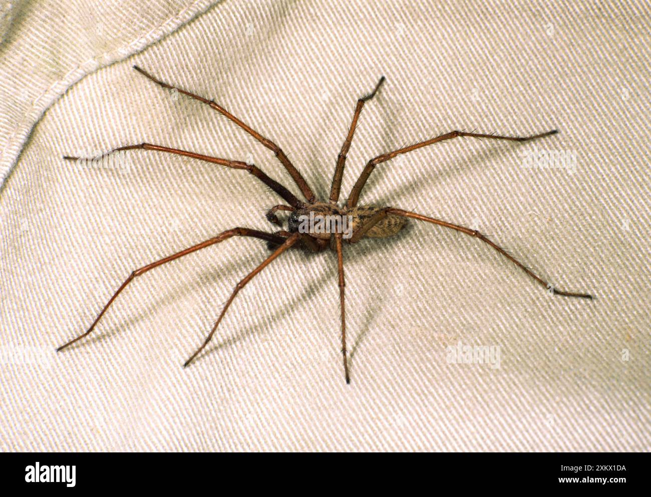 House SPIDER - peloso, su stoffa Foto Stock