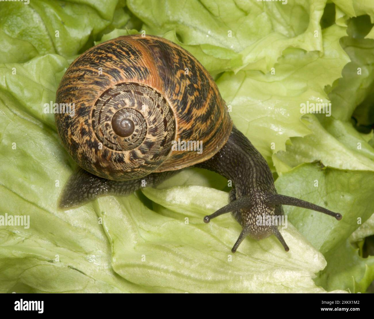 Brown Common Garden Snail - Vista laterale con Perfect Foto Stock
