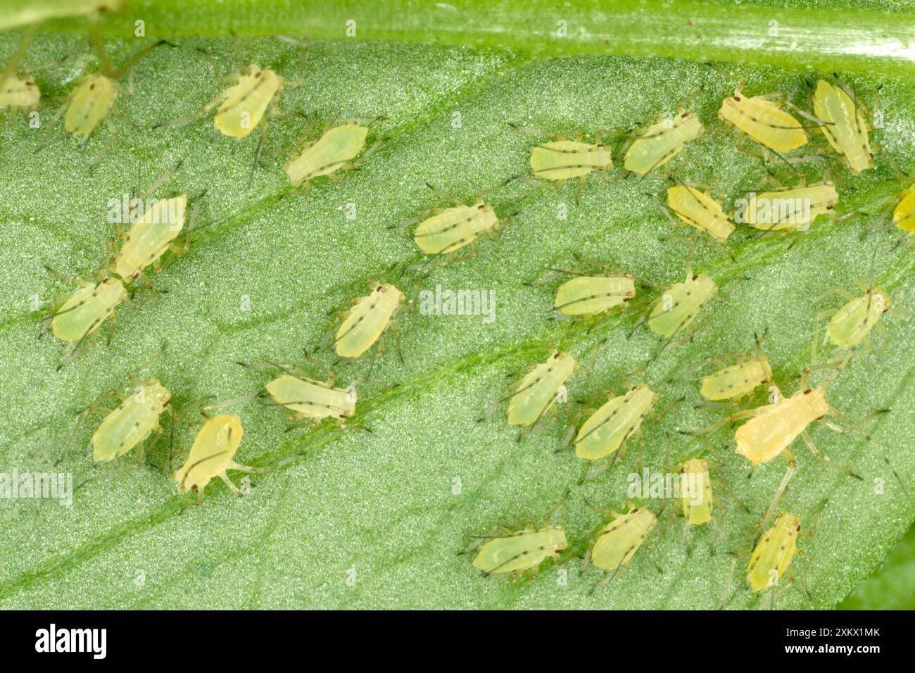 ALFIDE di Peach-Potato / Groenfly comune - gruppo grande Foto Stock