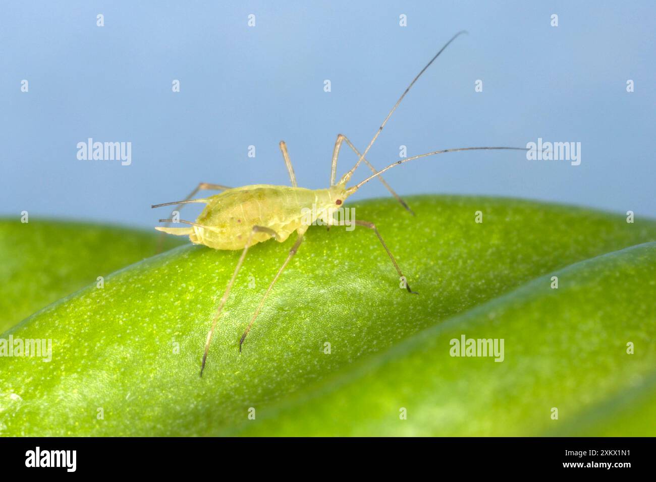 Peach-Potato Aphid / Common Greenfly - un adulto Foto Stock