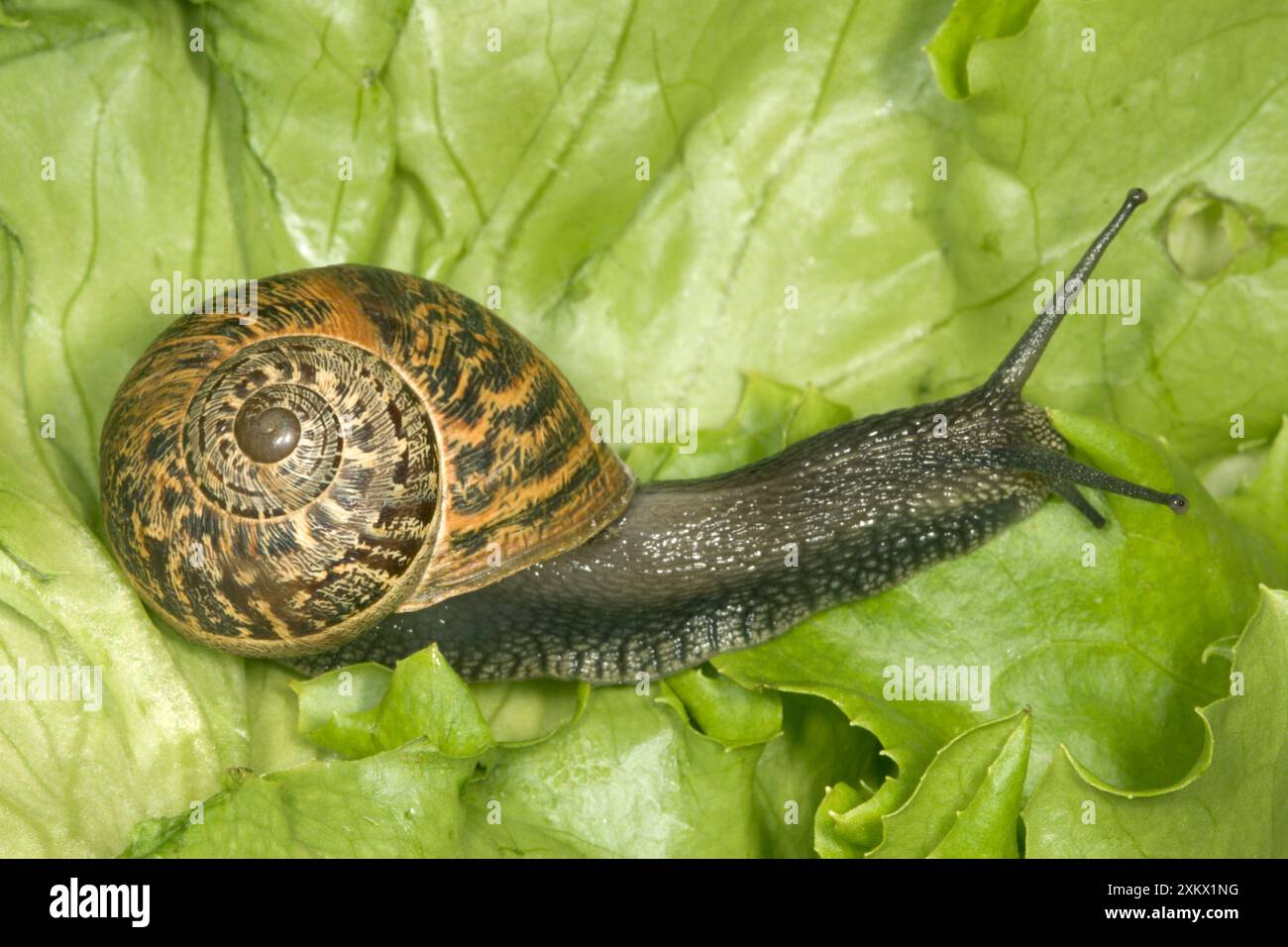 Brown Common Garden Snail - Vista laterale con Perfect Foto Stock