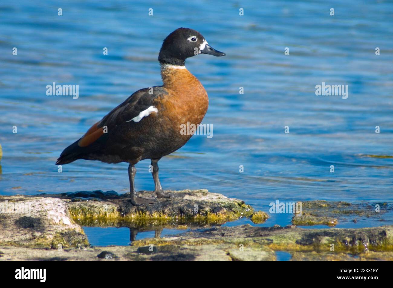 Australian Shelduck - vista laterale, femmina Foto Stock