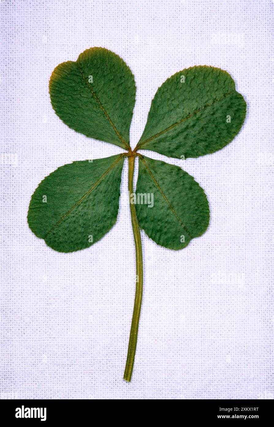 Quadrifoglio - considerato fortunato Foto Stock