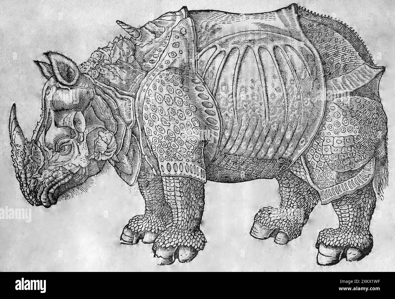 Illustrazione in bianco e nero: Grande indiano / un corno Foto Stock