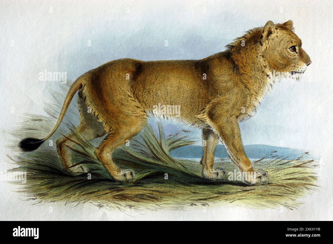 Illustrazione: Leone asiatico da Transactions Zoological Foto Stock