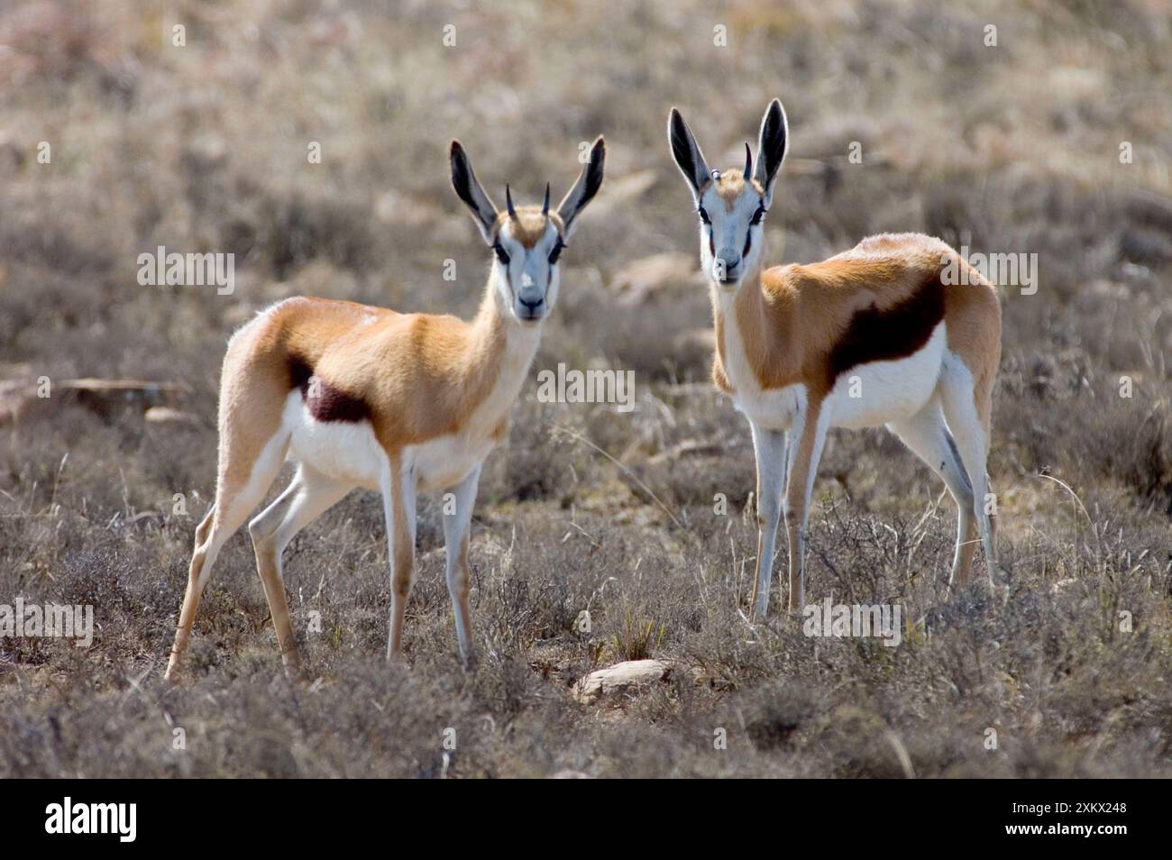 Springbok - coppia di giovani in allerta Foto Stock